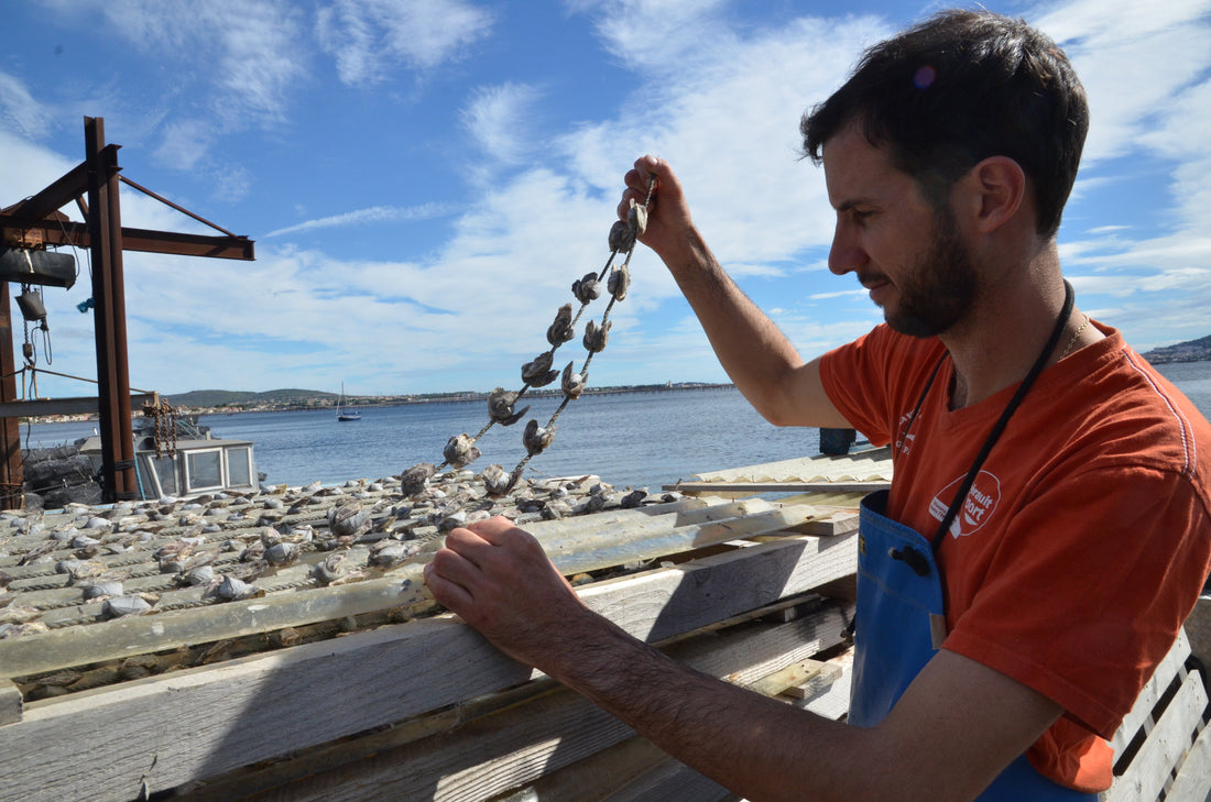 Nos tournées mensuelles : des huîtres ultra-fraîches livrées près de chez vous !