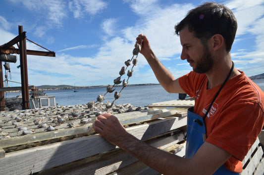 Nos tournées mensuelles : des huîtres ultra-fraîches livrées près de chez vous !