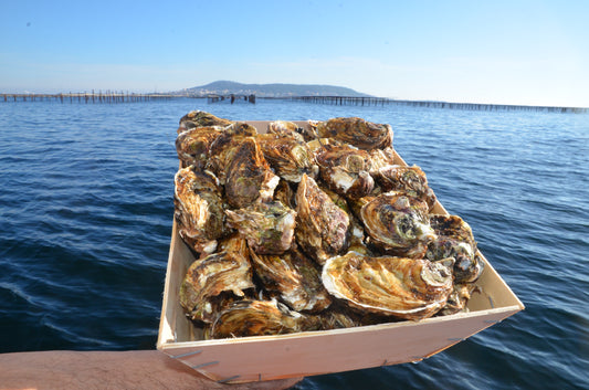 Le Meilleur Deal – 84 Huîtres N°3